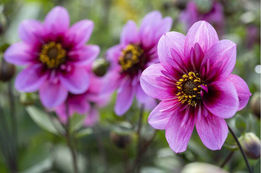 Dahlia 'Skyfall'